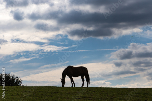 Silhouette eines Pferdes vor Himmel