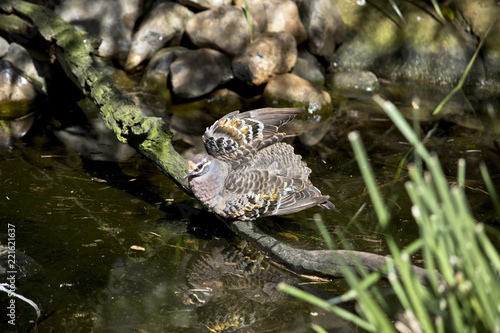 common bronzewing pigeon