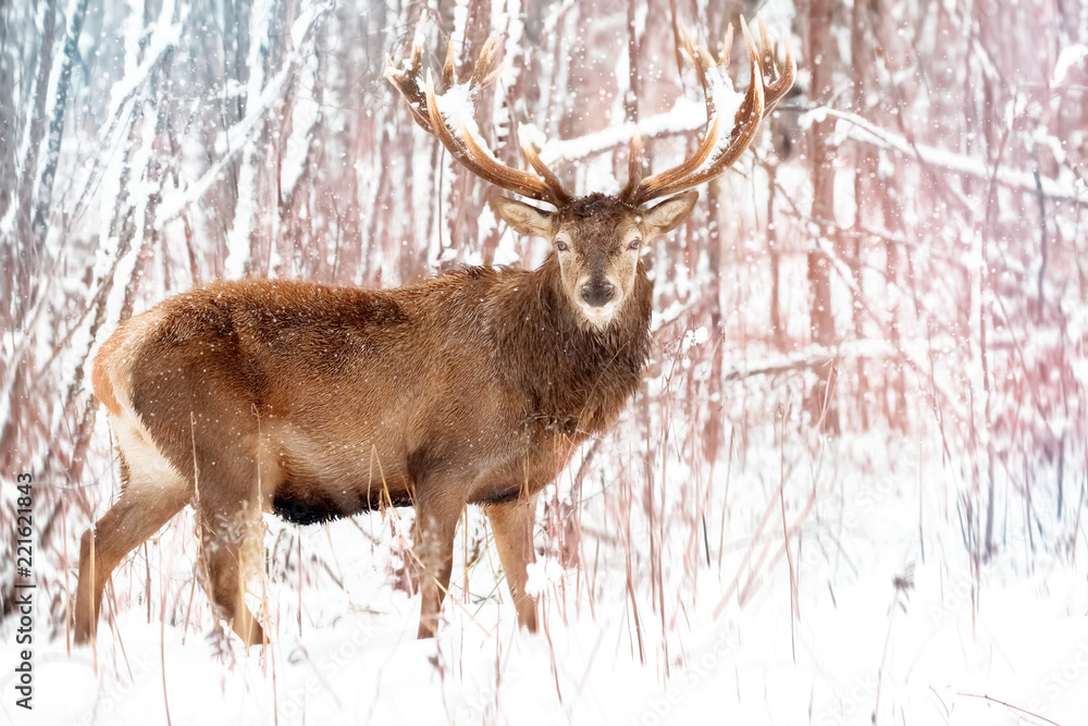 Noble red deer male against the winter snow forest. Winter christmas landscape. Noble red deer male against the winter snow forest. Winter christmas landscape.