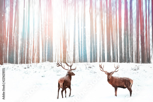 Noble red deer against a winter fantasy colorful forest. Winter Christmas image. © delbars