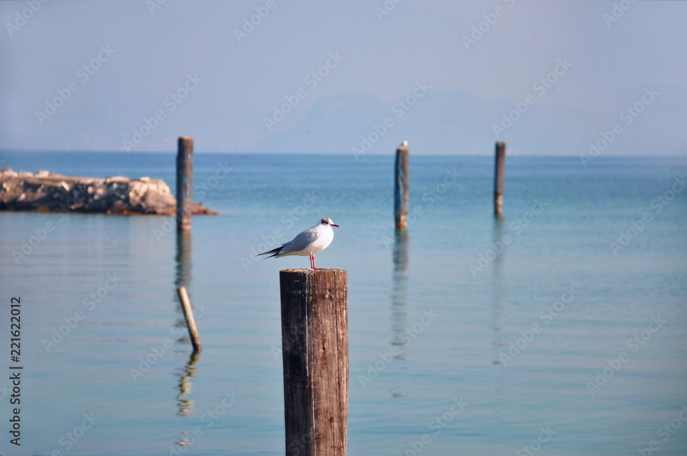 A seagull on a wooden pole placed in the waters of Lake Garda (IT). Landscape/Background/Panorama