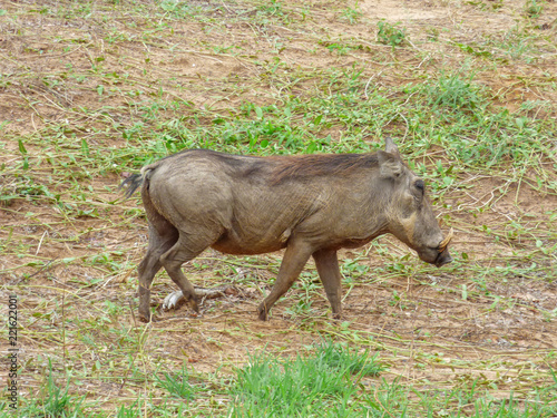 African brown Wild boar, Botswana