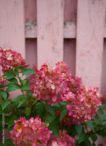 Fototapeta Naklejka Na Ścianę i Meble -  pink hydrangea against the fence