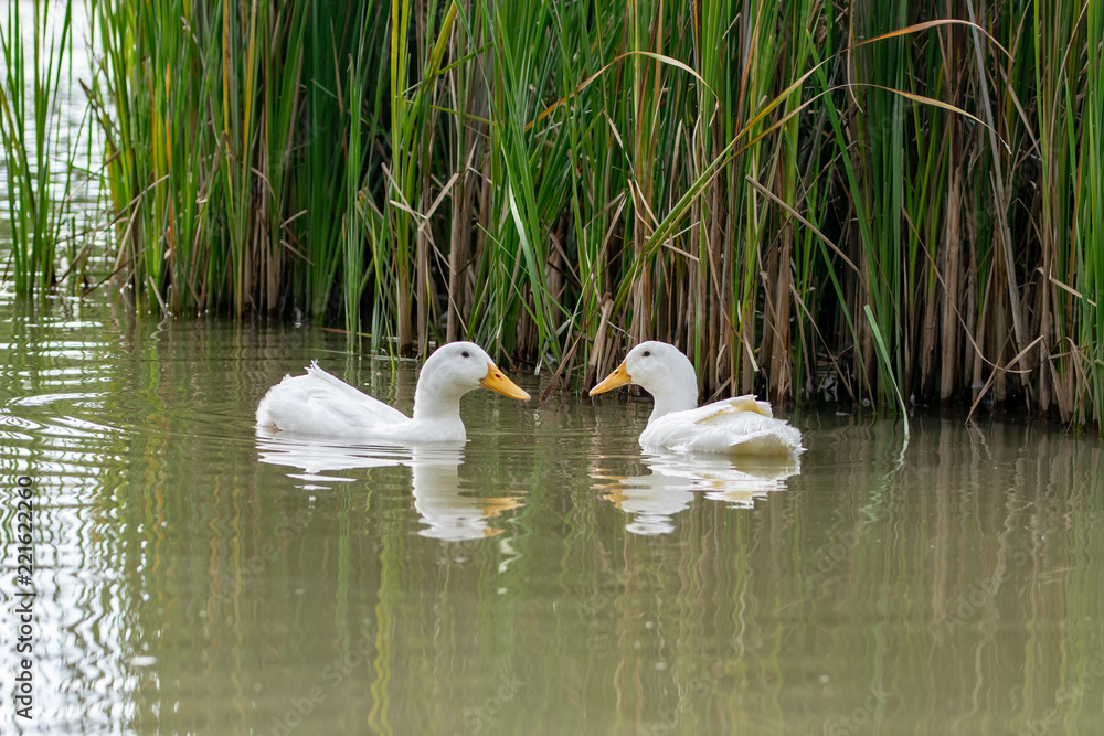 Obraz premium Two Pekin white ducks looking at each other nearly forming a heart shape with their beaks