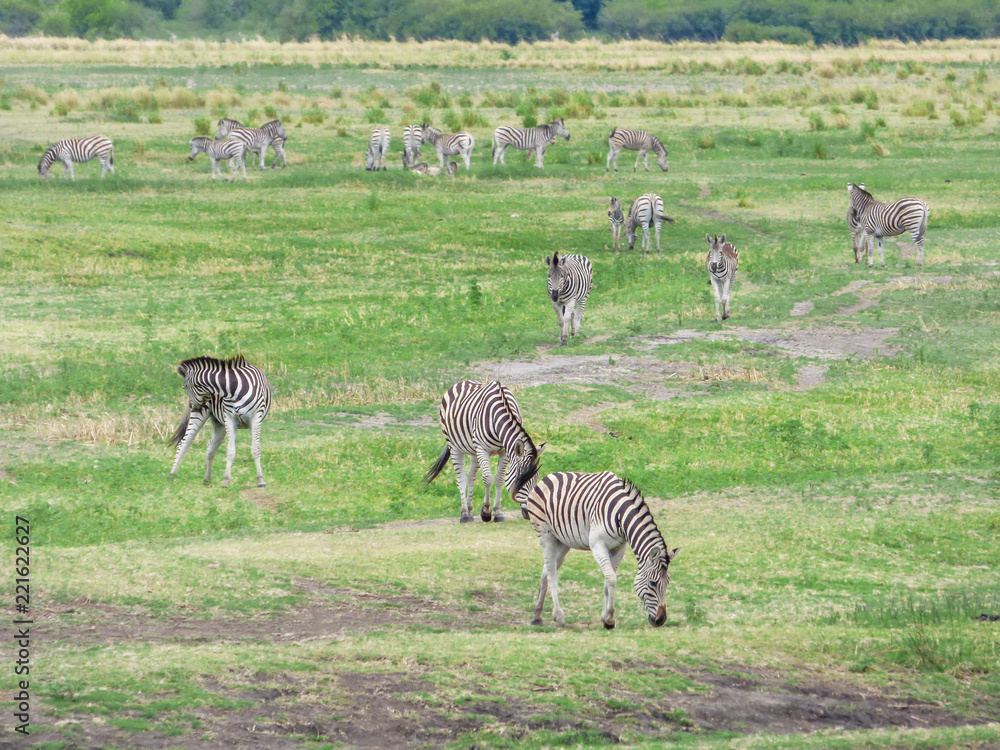 Fototapeta premium African zebra in natural habitat
