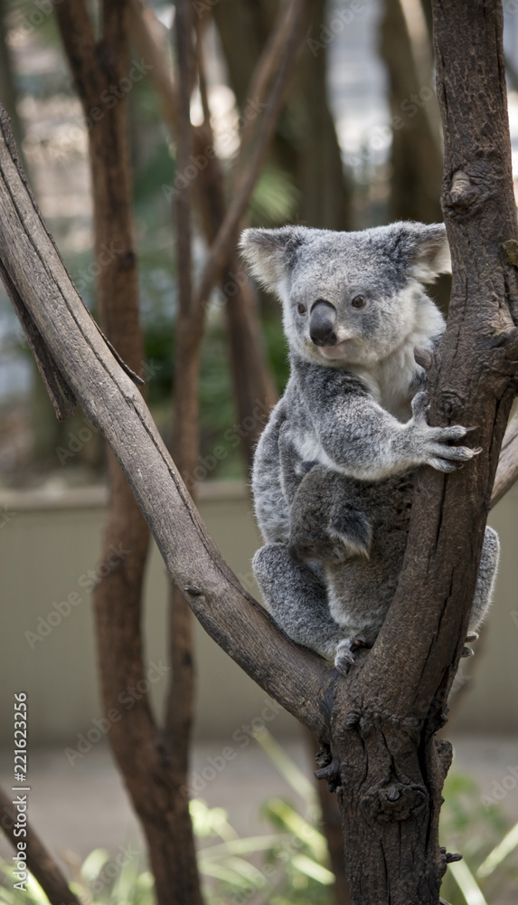 Fototapeta premium koala z joeyem