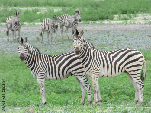 African zebras in natural habitat