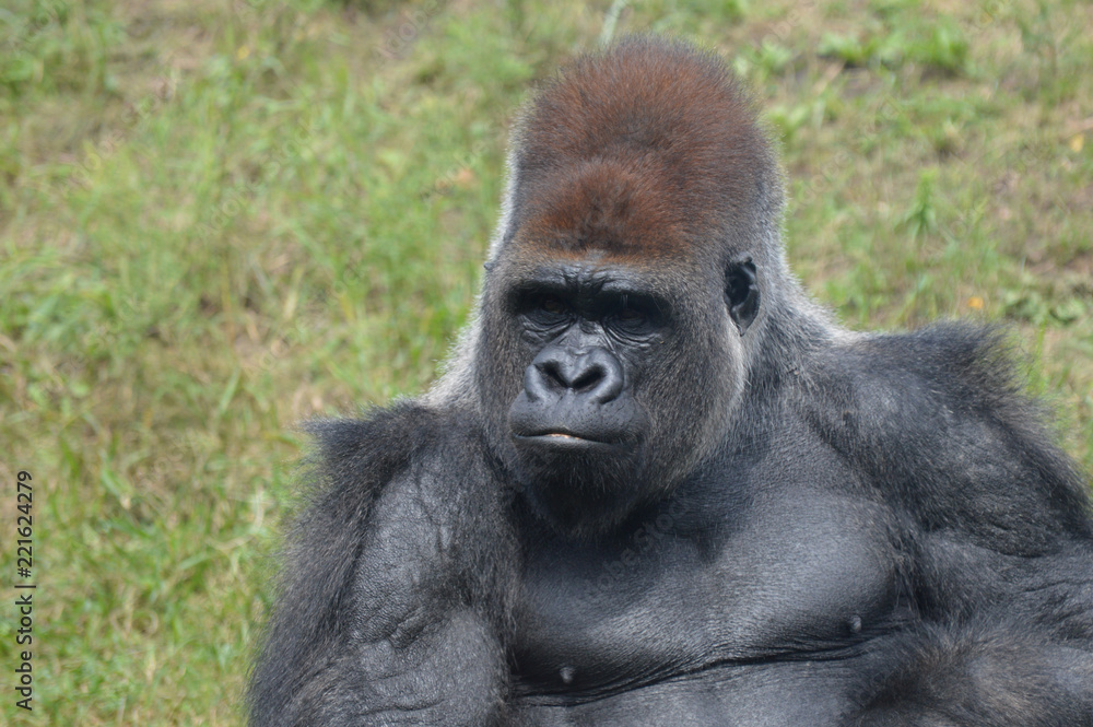 Western lowland gorilla