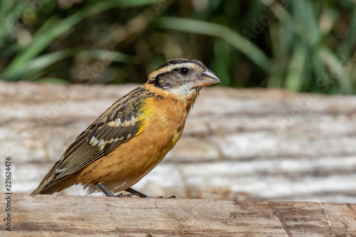 Black-headed grosbeak at Capulin Spring in Cibola National Forest, Sandia Mountains, New Mexico