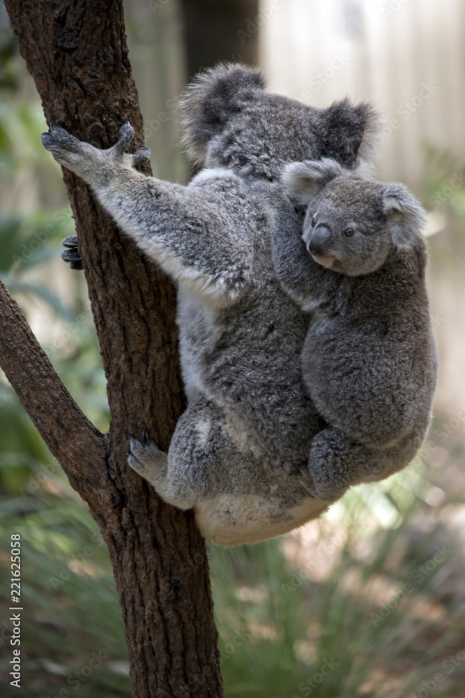 Naklejka premium koala z joeyem na plecach