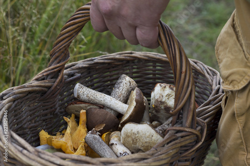 Autumn time. Mushroom picking season