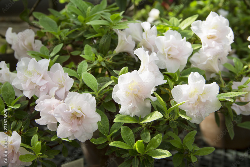 Obraz premium Beautiful azaleas bloom in the botanical garden