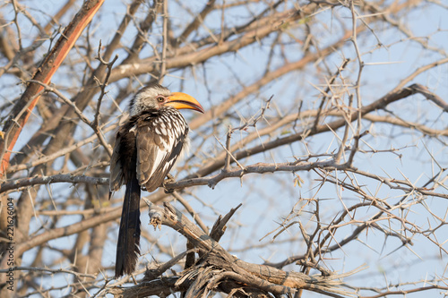 Southern yellow-billed hornbill on a branch in Etosha National Park.