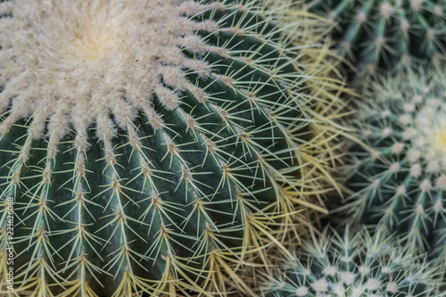 Echinocactus grusonii in the botanical garden