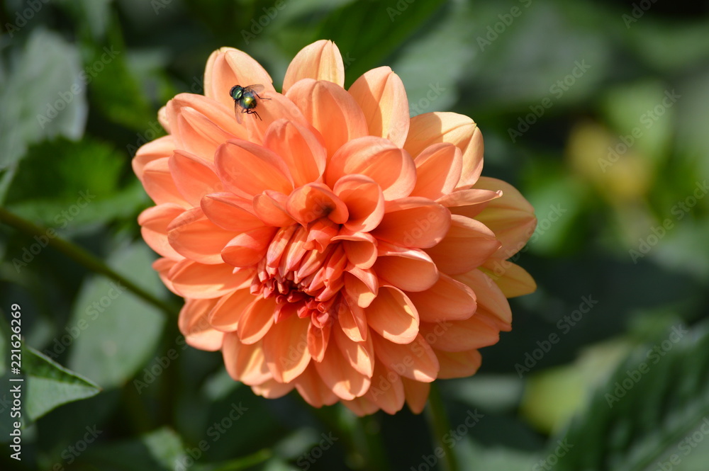Dahlia flower in the garden Dahlia flower in the garden