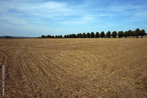 Stoppelfeld mit Bäumen im Hintergrund photo