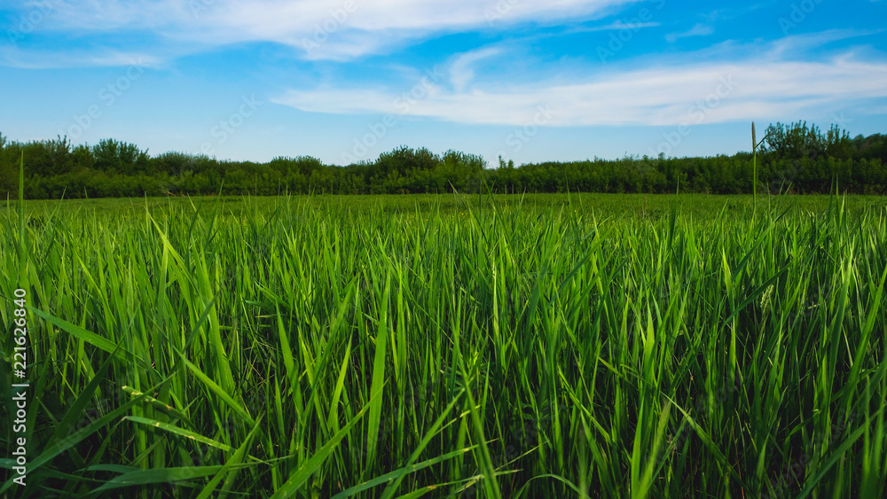 Green grass and blue sky