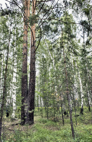 Bilde på lerret two fused pines in the forest