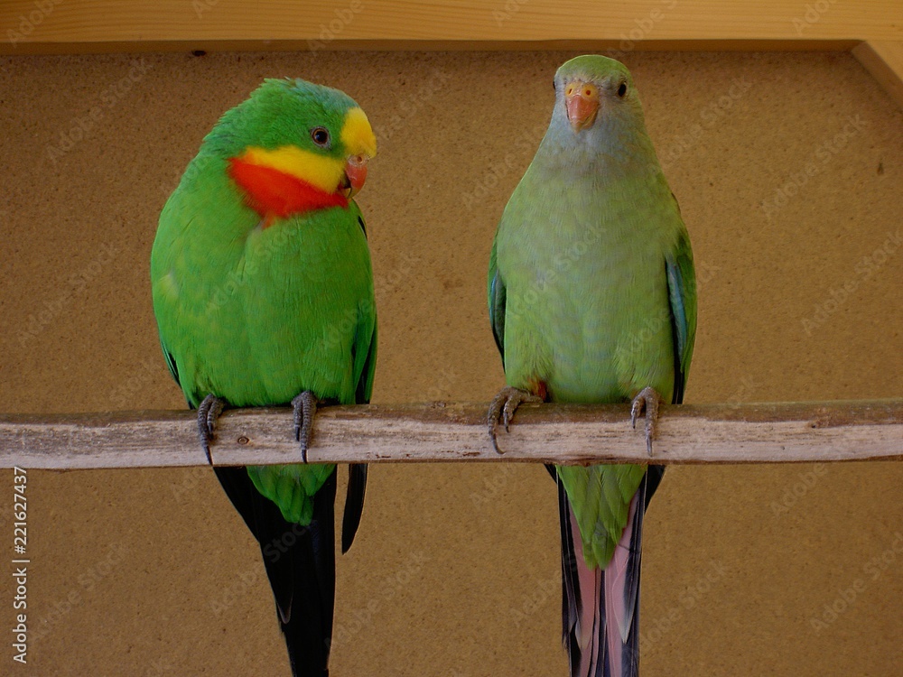 Obraz premium Parrots superb male and female on perch 