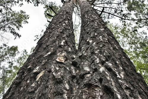Slika na platnu two fused pines in the forest