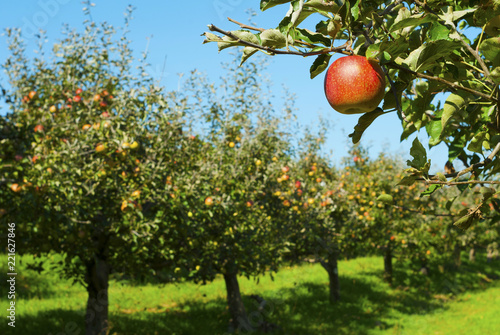 Apple orchard photo