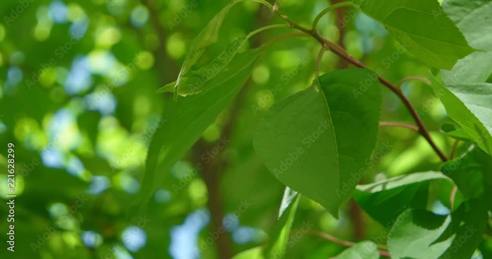 Macro of birch leaves shivering on wind Macro of birch leaves shivering on wind