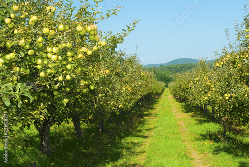 Apple orchard
