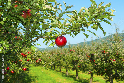 Canvas Print Apple orchard