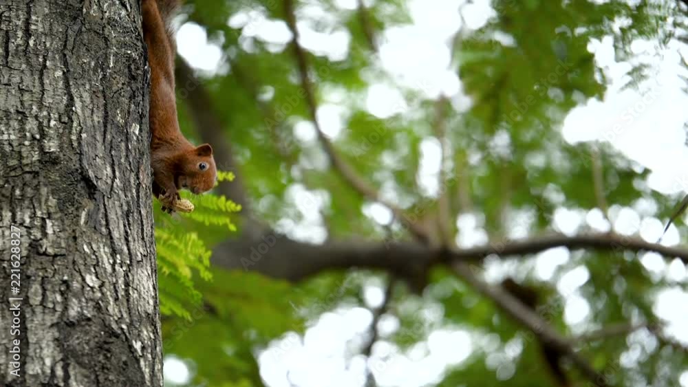 Slow motion of squirrel eating food in the tree at the garden on bokeh background (High Speed Video) Slow motion of squirrel eating food in the tree at the garden on bokeh background (High Speed Video)