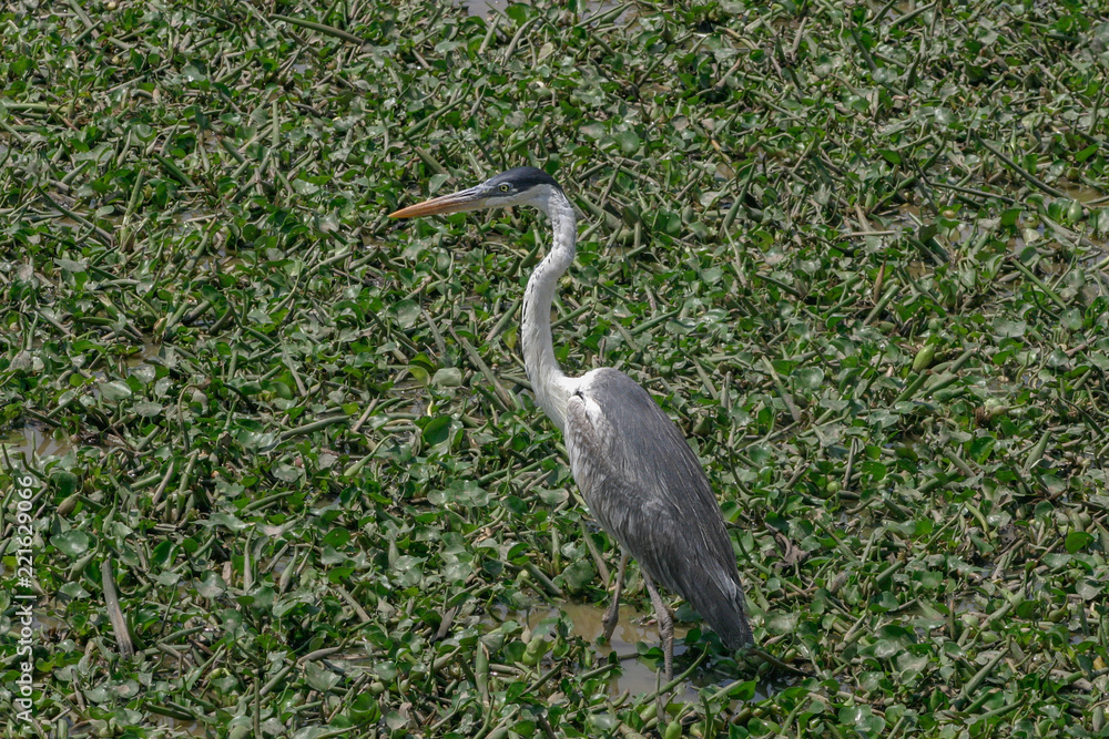 Fototapeta premium Cocoi Heron in the Pantanal, Brazil
