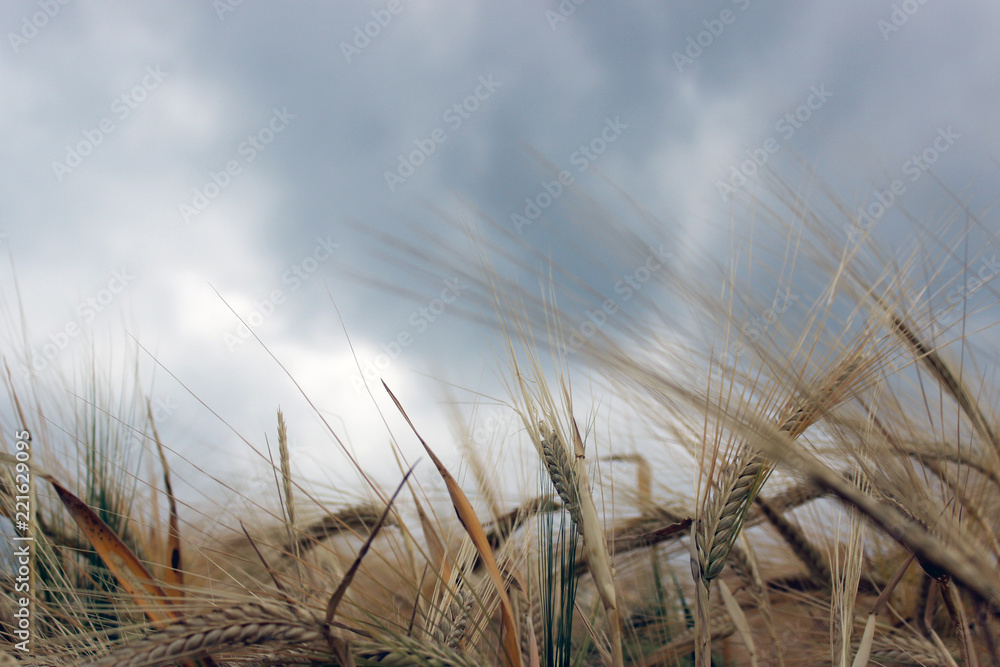 Fototapeta premium wheat field