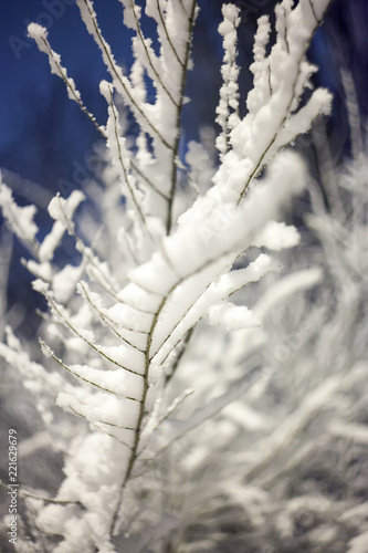 Stuck on the bush the first snow © Sergey Oleynik 