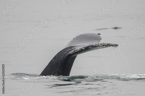 Humpback Whale Fluke, Monterey Bay