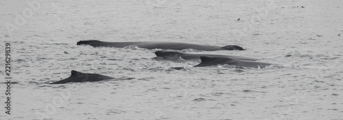 Humpback Whales Swimming Together, Monterey Bay