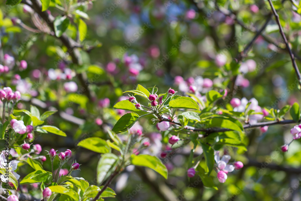 Naklejka premium Apple Blossom