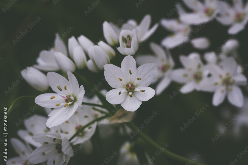 White Allium Neopolitanum flowers White Allium Neopolitanum flowers