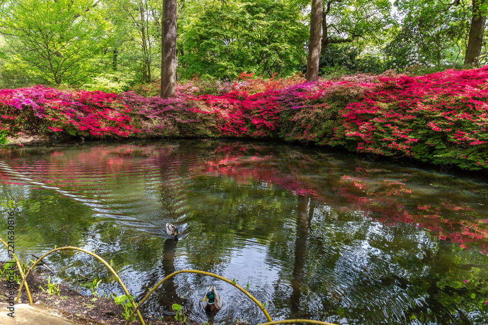 Fototapeta Blooming Azaleas at Still Pond in Isabella Plantation, Richmond Park