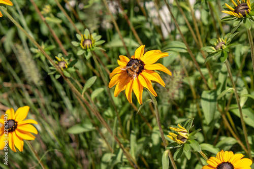 black eyed susan