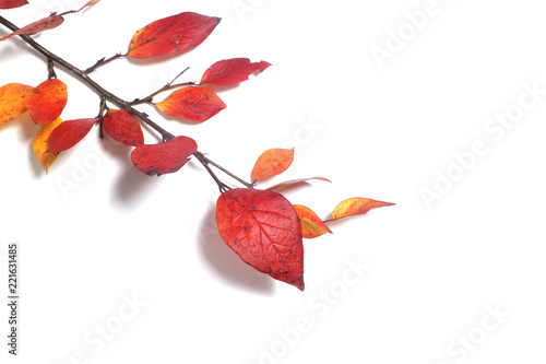 Autumn leaves branch on white