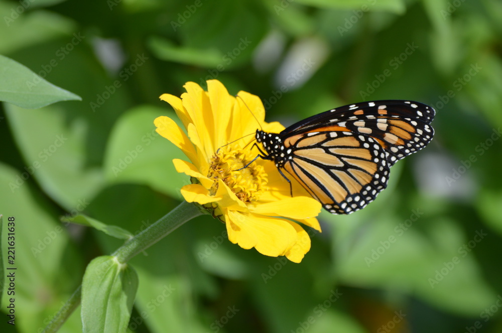 Obraz premium Monarch butterfly on a flower