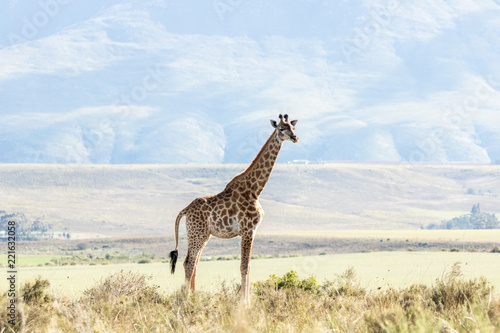 Photography Giraffe