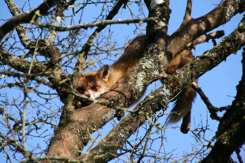 renard perché renard perché