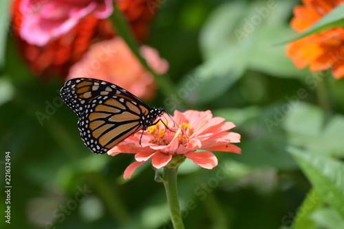 Monarch butterfly on a flower © Kari