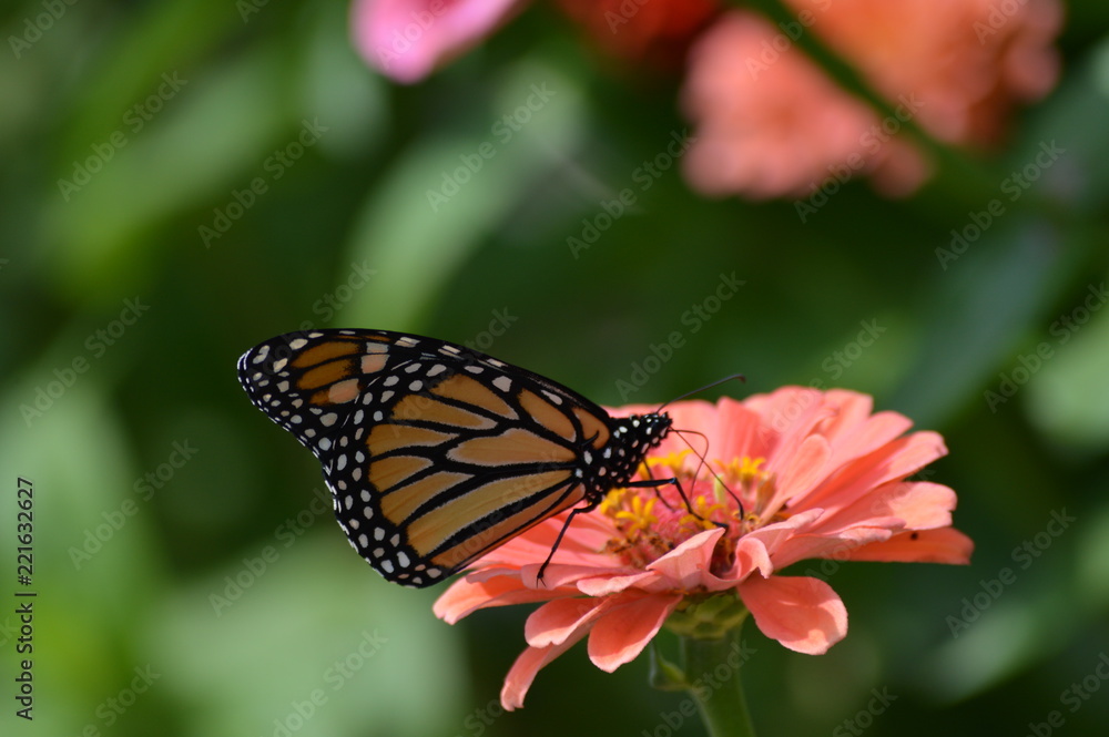 Fototapeta premium Monarch butterfly on a flower