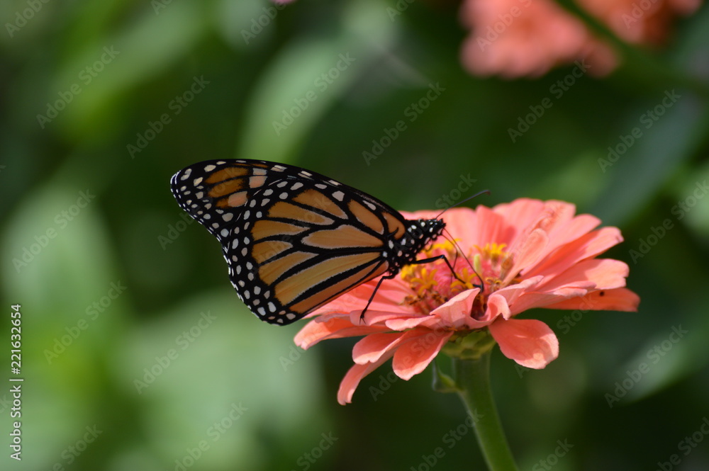 Monarch butterfly on a flower Monarch butterfly on a flower