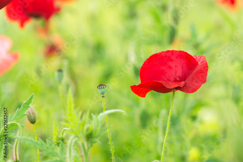 Fototapeta Naklejka Na Ścianę i Meble -  A field of poppies. Sunlight shines on plants. Red spring flowers. Gentle warm soft colors, blurred background.