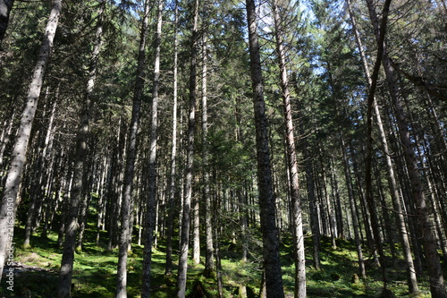Fototapeta Naklejka Na Ścianę i Meble -  Bäume im Wald