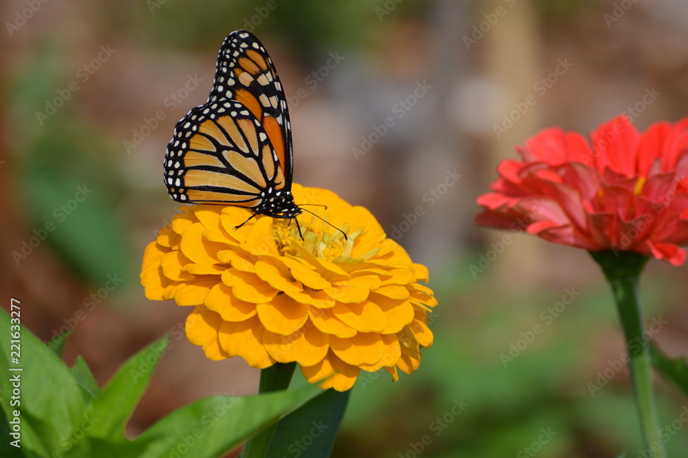 Obraz premium Monarch butterfly on a flower
