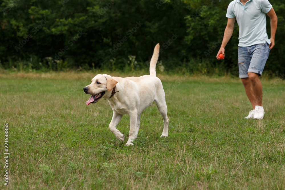 Happy young man walking with dog Labrador outdoors Happy young man walking with dog Labrador outdoors