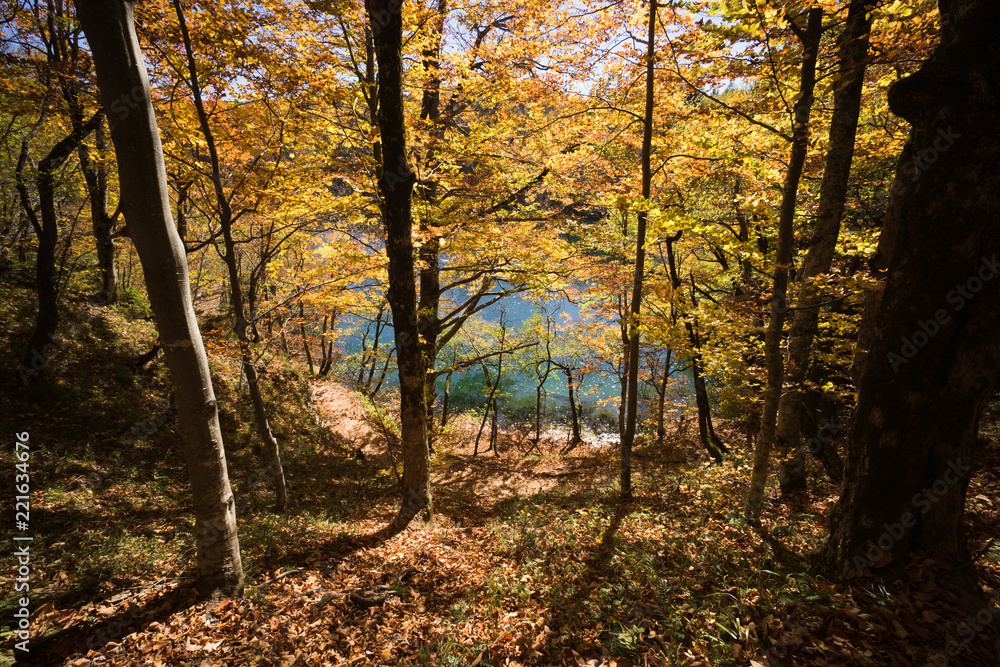 Fototapeta premium Autumn Forest